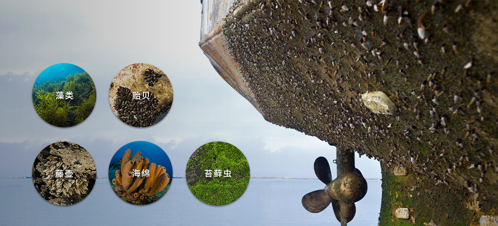 海洋生物附著